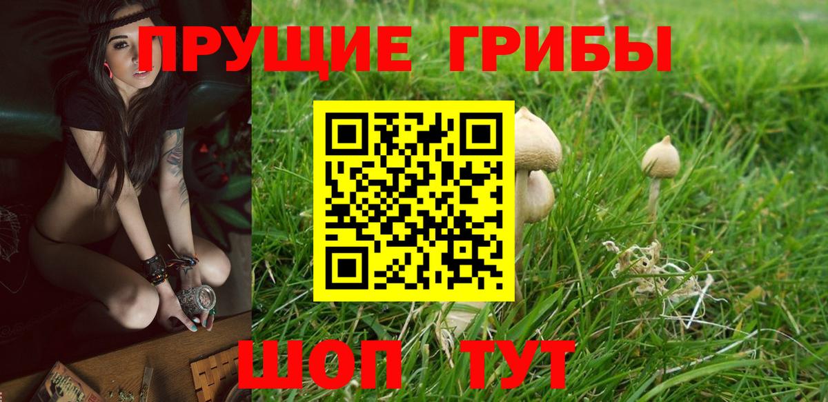 Подольск  Галлюциногенные грибы Psilocybe  купить   Вход с VPN 